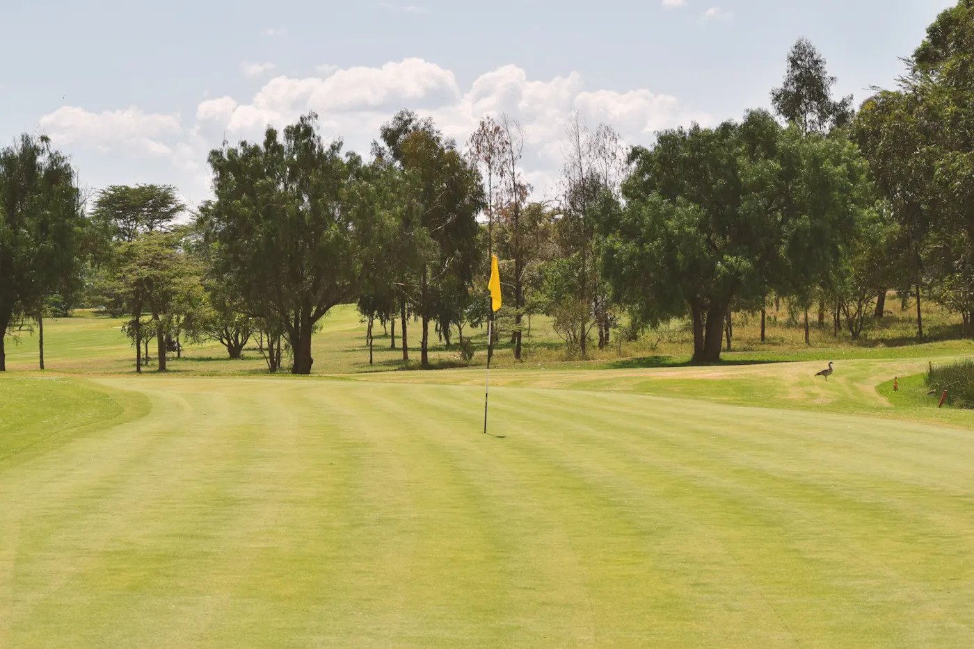 Drapeau jaune sur un terrain de golf, Kenya