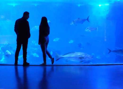 A couple watching sea life at Melbourne Sea Life Aquarium.