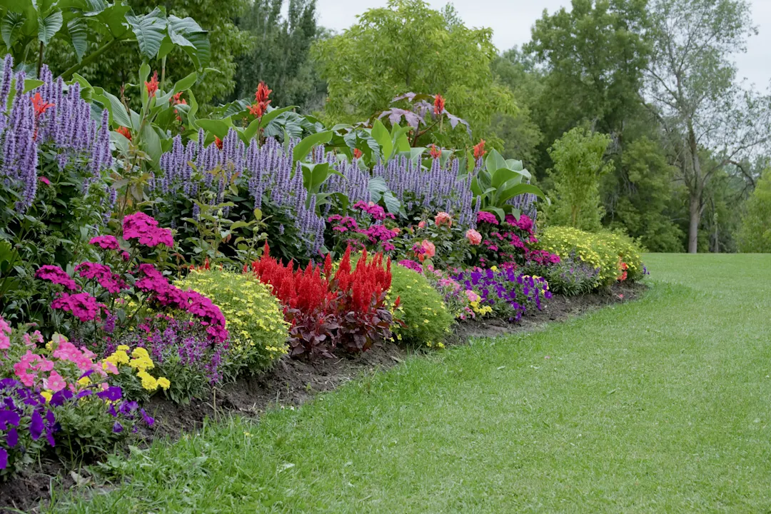 Bunte Blume im Garten