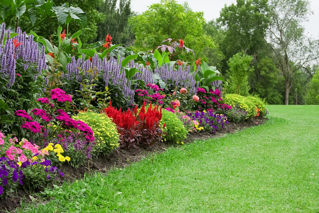 Blumengarten Bunte Blume im Garten