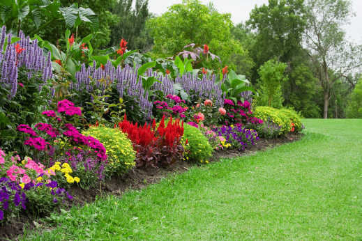 Bunte Blume im Garten