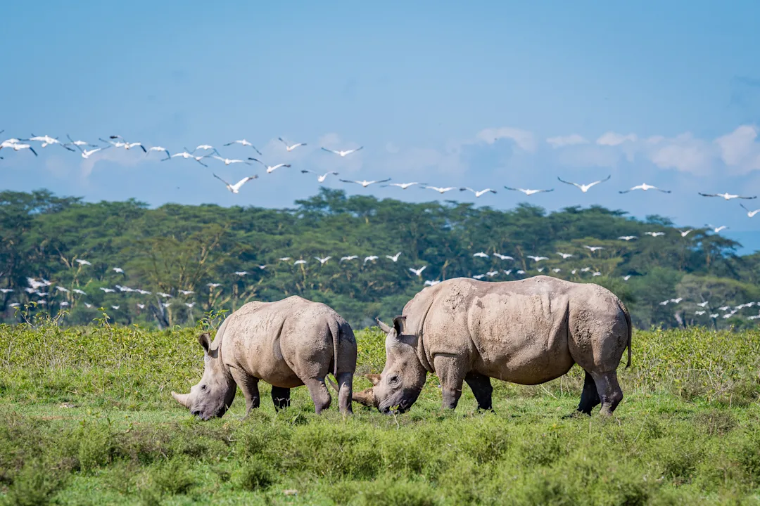 Voyage de 3 semaines au Kenya