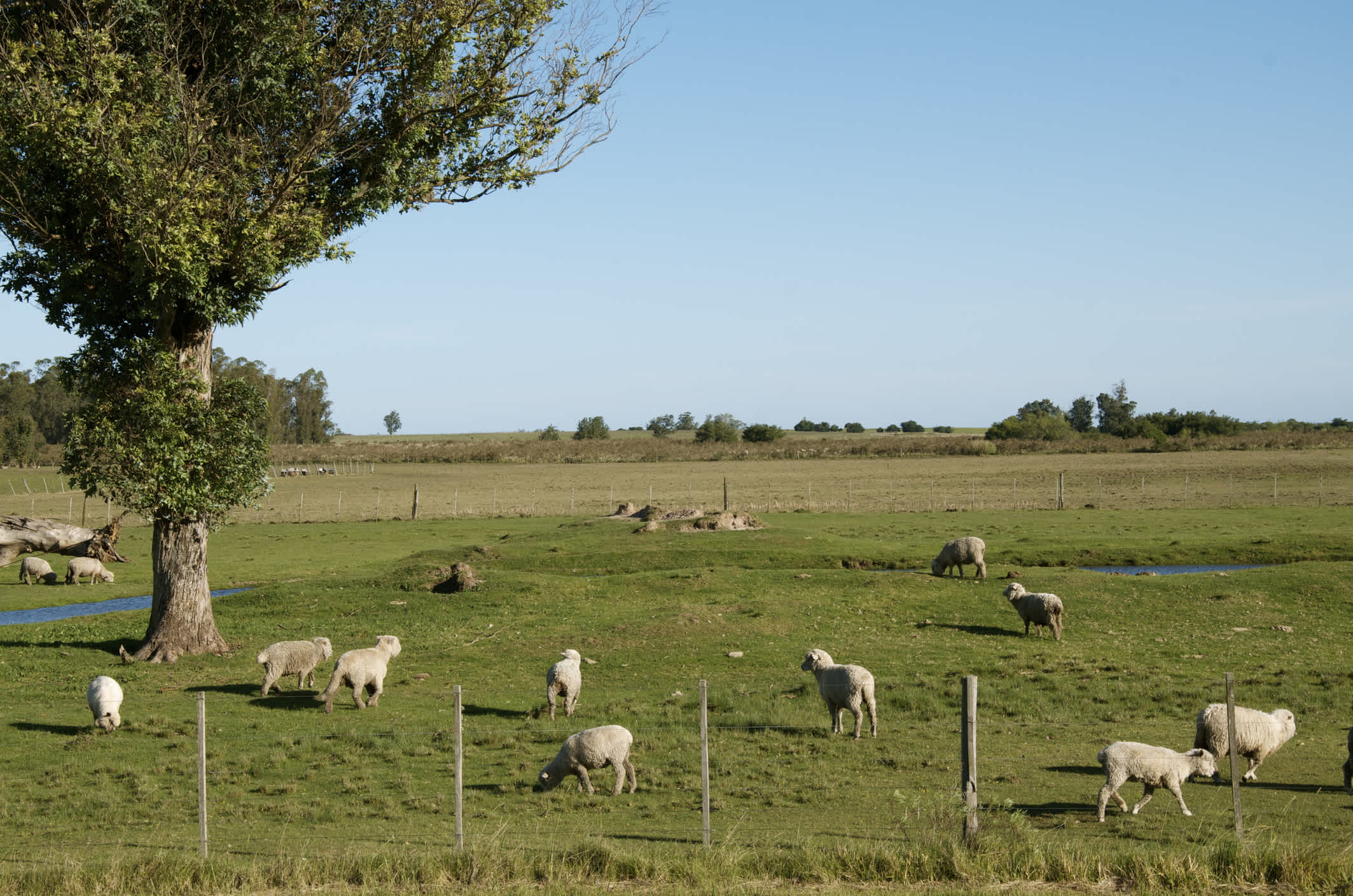 Schafe auf einer Weide in einer Pampa-Landschaft