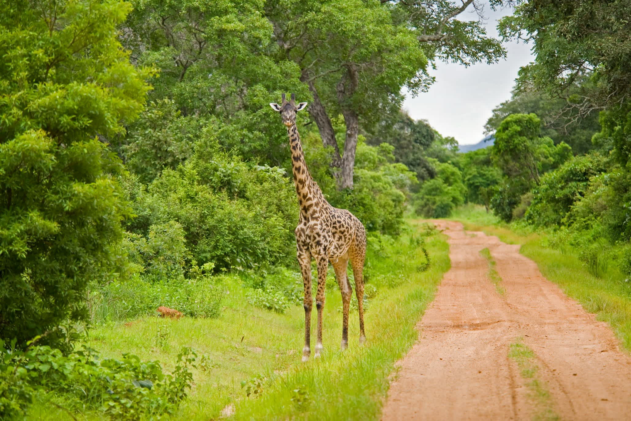 Giraffe an einem Schotterwerg im grünen Buschland