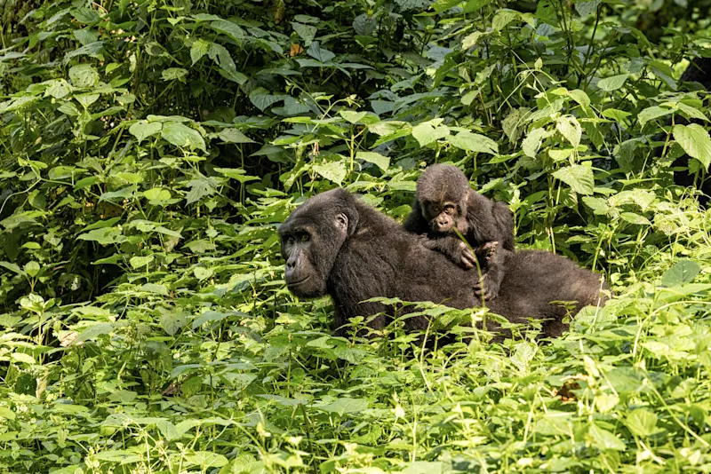 Uganda, Gorillas Erwachsener weiblicher Gorilla mit Baby im üppigen Laub des Bwindi Nationalpark, Uganda.