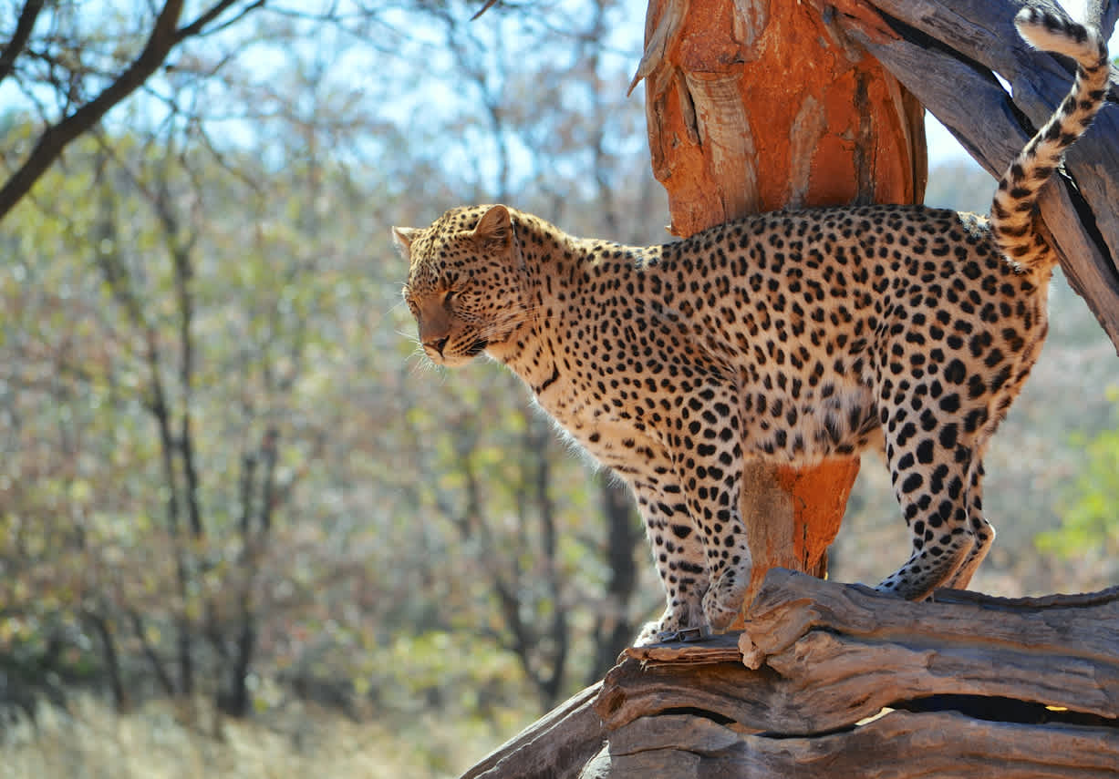 Ein Leopard klettert von einem Baum im Okonjima-Wildreservat herunter, das afrikanische Raubtiere rettet und rehabilitiert. 
