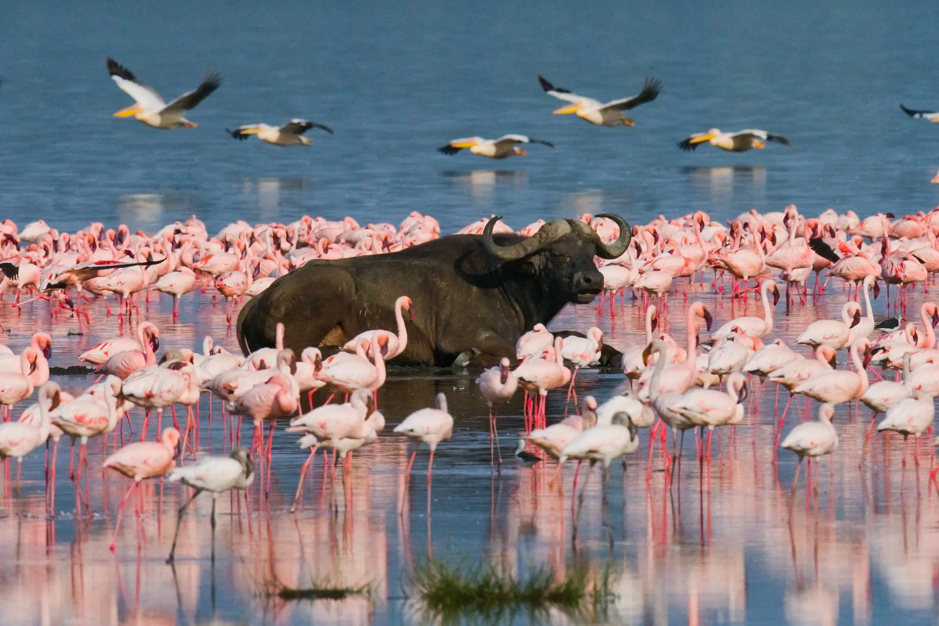 Kenya, buffle, flamants roses Flamants roses et buffle d'eau dans le lac Nakuru