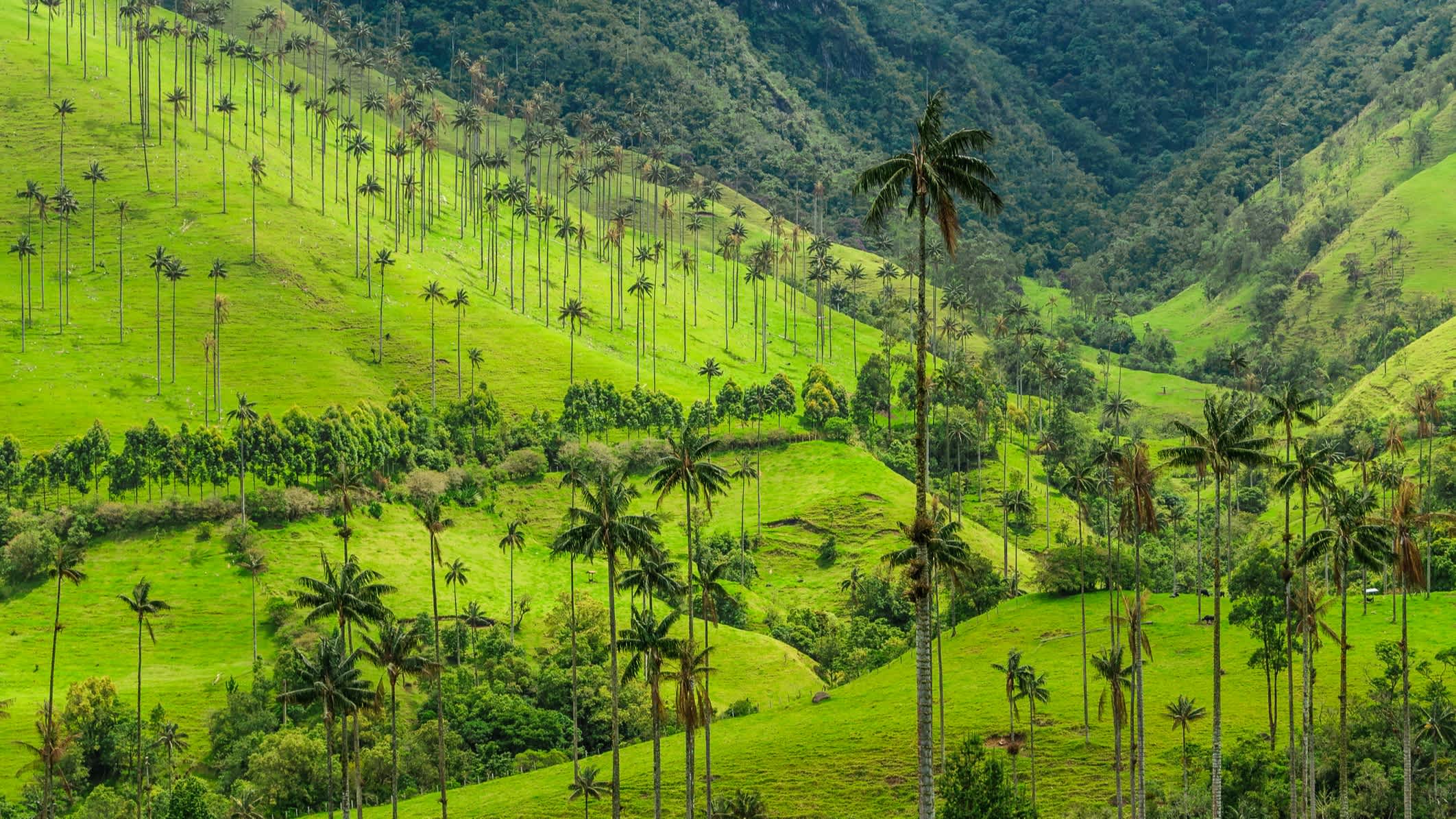 Palmiers sur les collines verdoyantes de la vallée de Cocora, dans le Salento, en Colombie