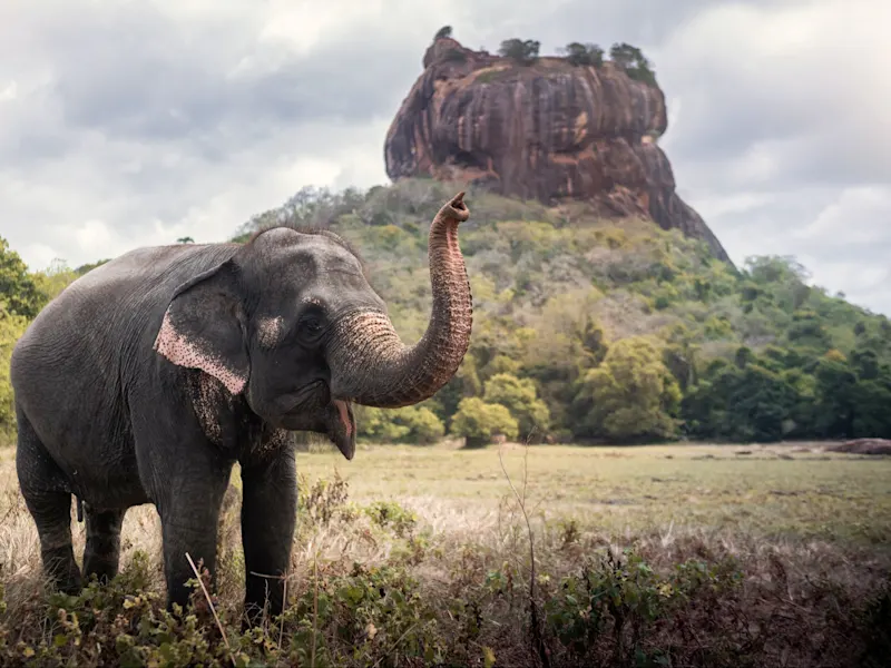 Sigiriya, Zentralprovinz, Sri Lanka Asiatischer Elefant vor dem beeindruckenden Löwenfelsen in grüner Landschaft. Sigiriya, Zentralprovinz, Sri Lanka.