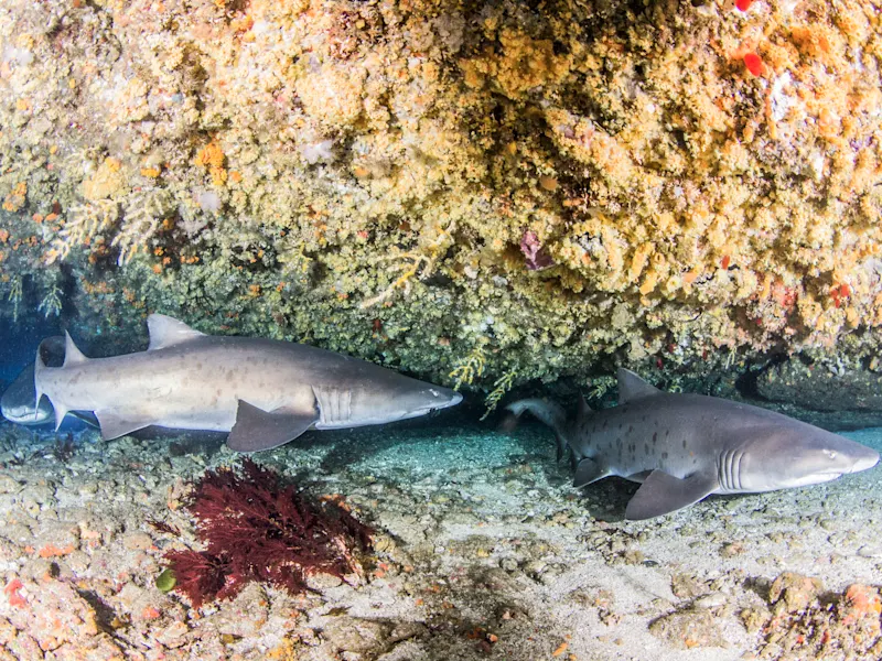 Afrique du Sud, Protea Banks, requins-taureaux Deux requins-taureaux reposent sous un surplomb corallien dans une eau claire. Protea Banks, KwaZulu-Natal, Afrique du Sud.