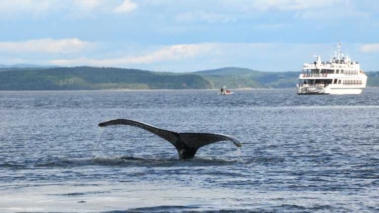 Baleine à bosse dans l'eau près de Tadoussac, Québec, Canada.

