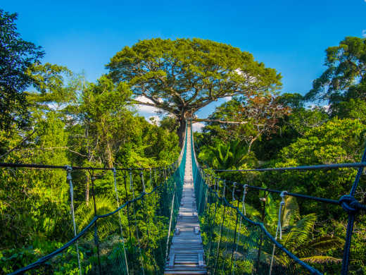 Hängebrücke im Regenwald