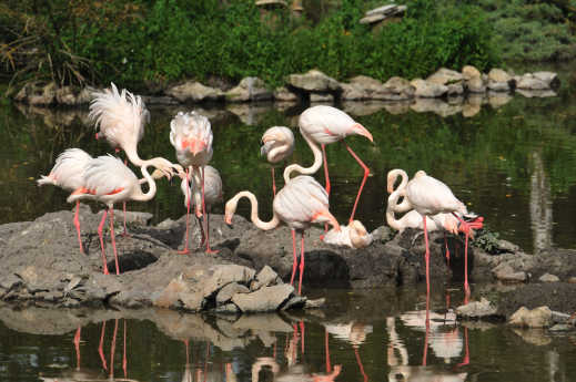 Photographie de flamants roses au Jacksonville Zoo, en Floride