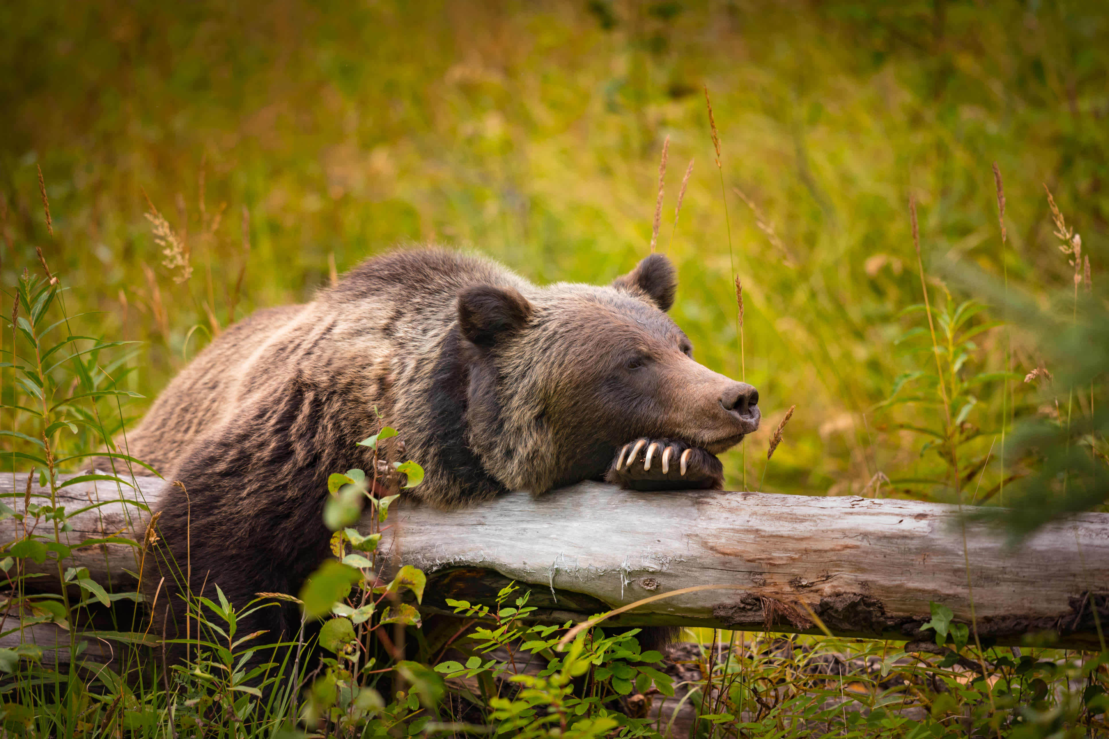 Grizzly au Canada dans la province d'Alberta, parc national de Banff