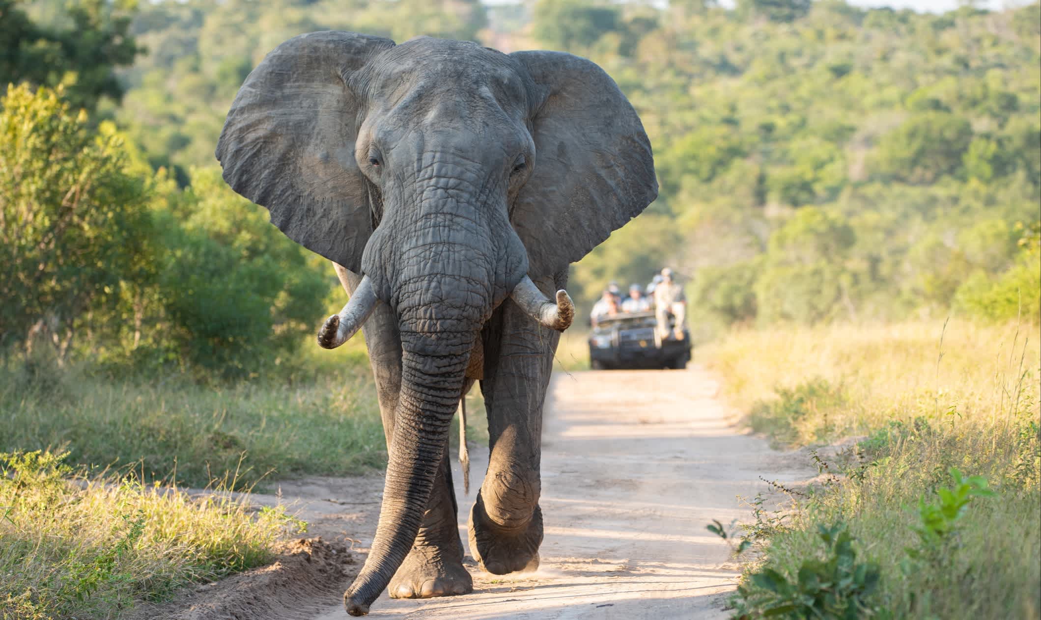 Touristen in einem offenen Safarifahrzeug, die einen Elefanten auf einer Safari in Südafrika sehen