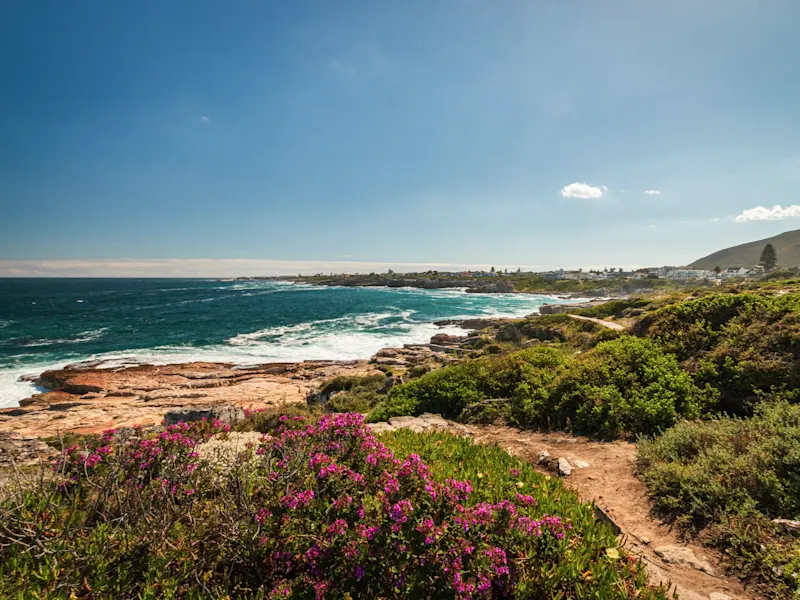 Hermanus, Westkap, Südafrika. Küstenlandschaft mit blühenden Pflanzen und Blick auf das Meer. Hermanus, Westkap, Südafrika.