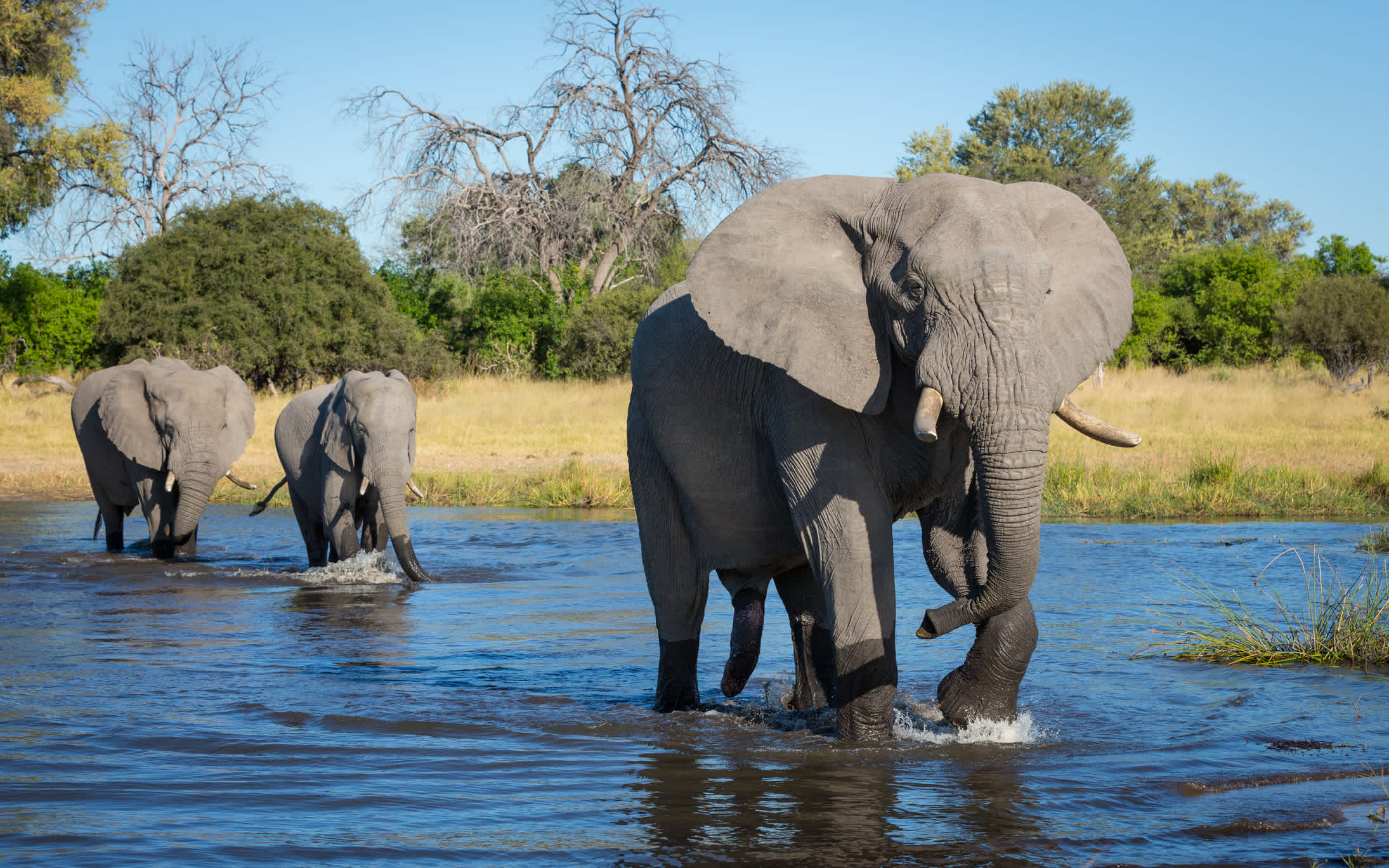 Un troupeau d'éléphants traverse la rivière à Khwai au Botswana