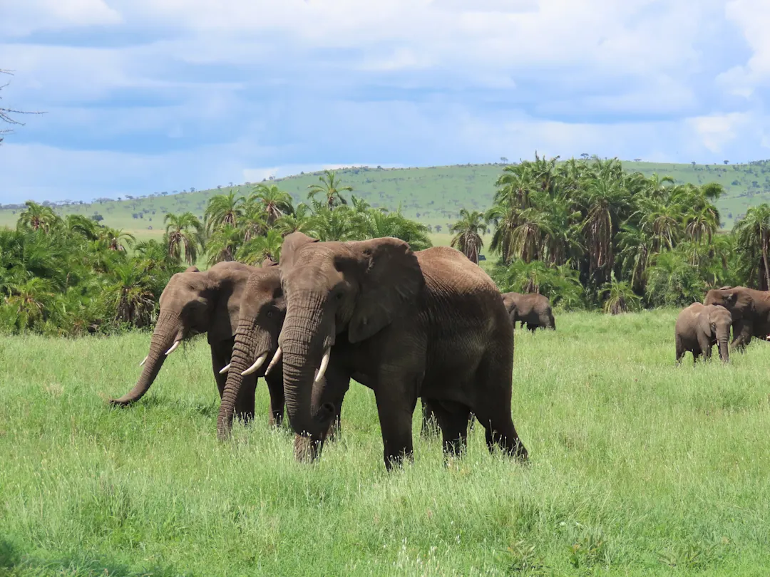 Afrika Tansania Seronera Seronera eine Siedlung im Serengeti Nationalpark - ein Muss bei einer Camping Safari Tansania