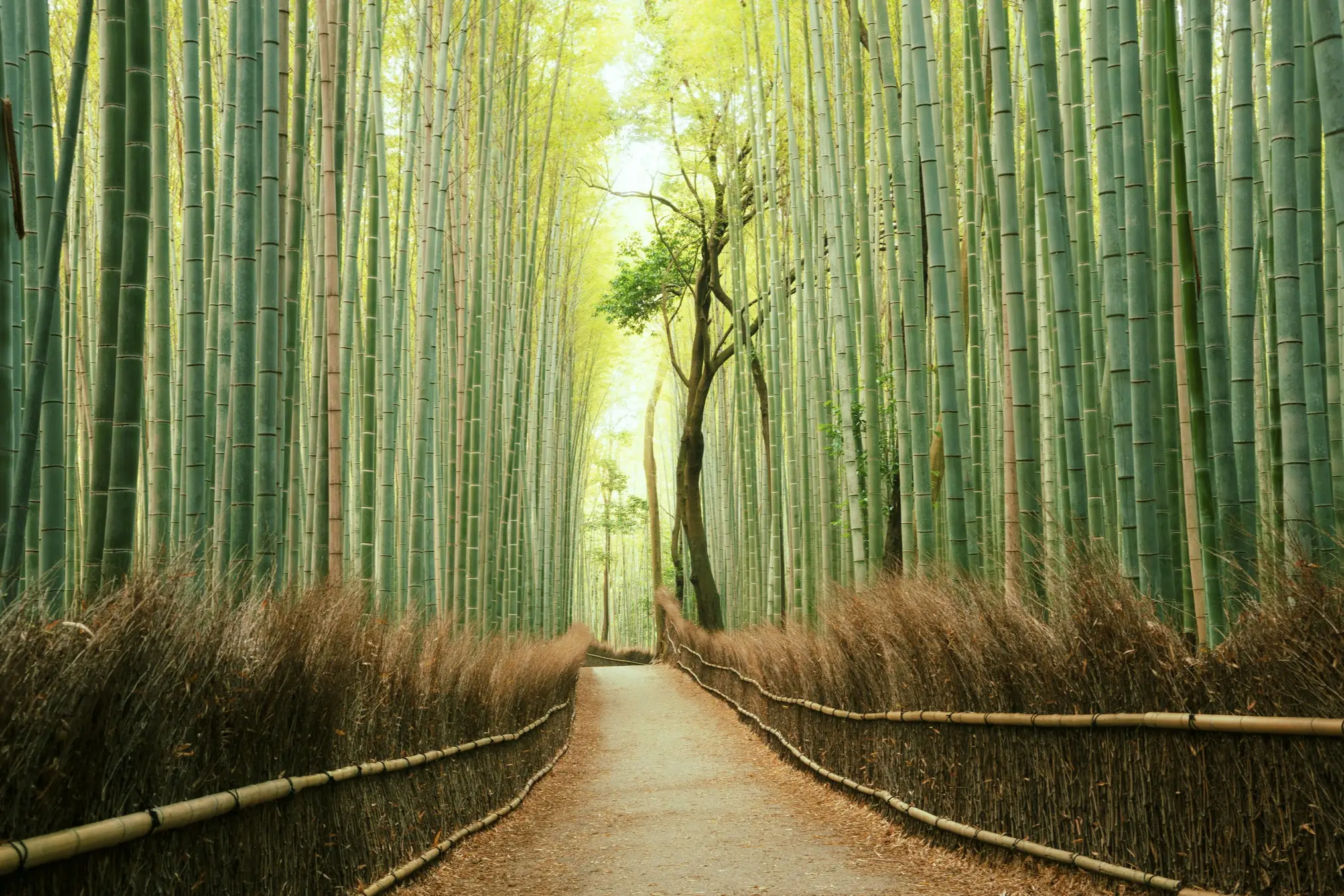 Japan, Kyoto, Arashiyama Bambuswald Waldweg umgeben von hohen Bambusbäumen