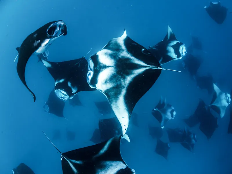 Baa Atoll, Malediven Schwarze Mantas schwimmen in einer großen Gruppe im tiefblauen Meer. Baa Atoll, Malediven.