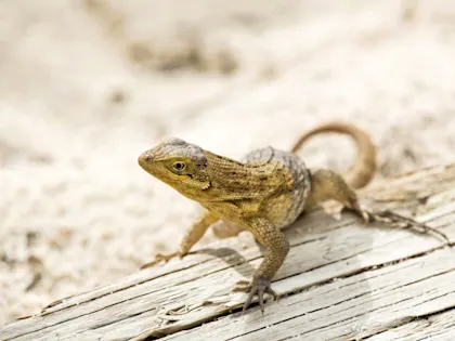 Traumhafter Bahamas Badeurlaub Erleben - Image 1