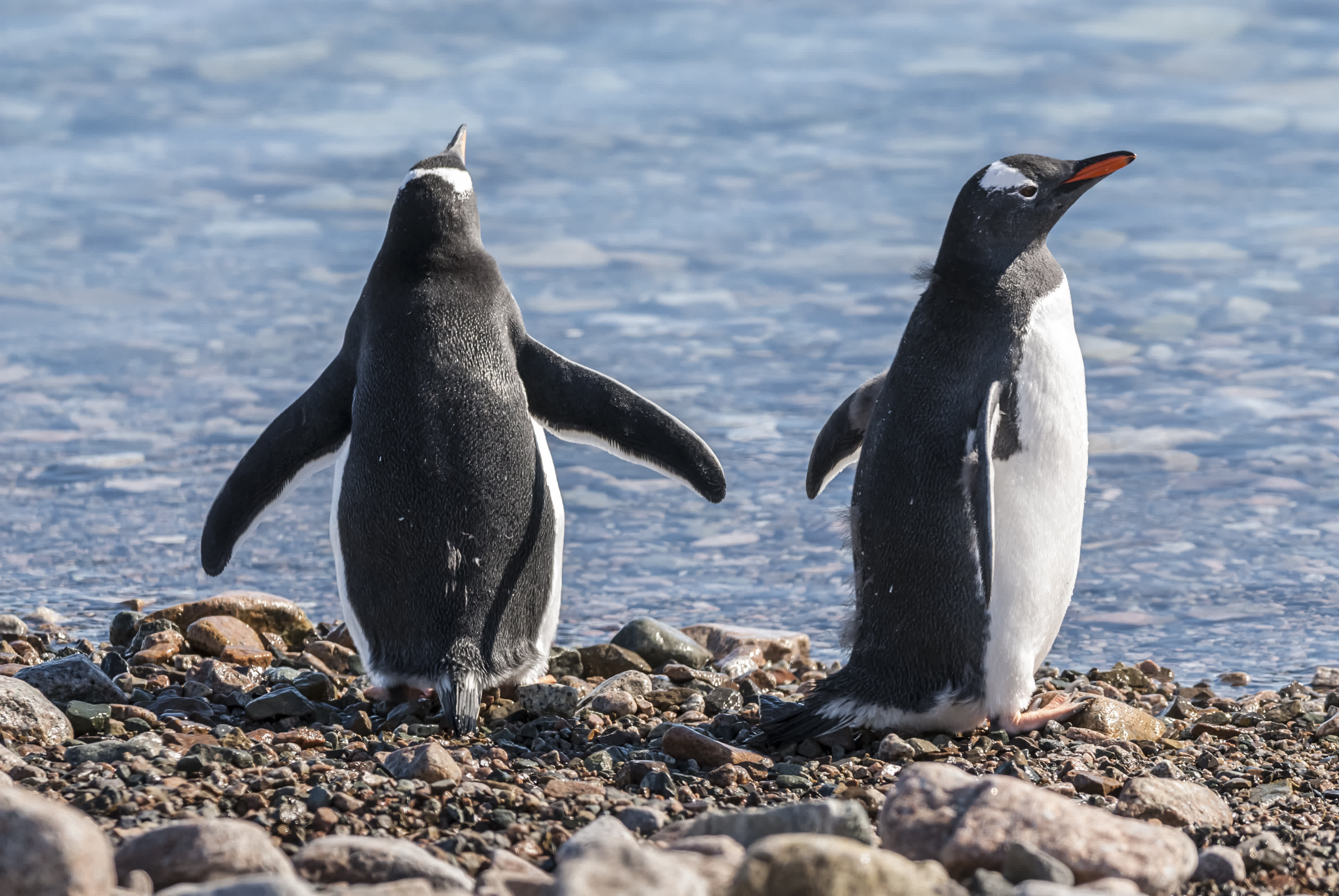 Ushuaia Martillo Gentoo penguins