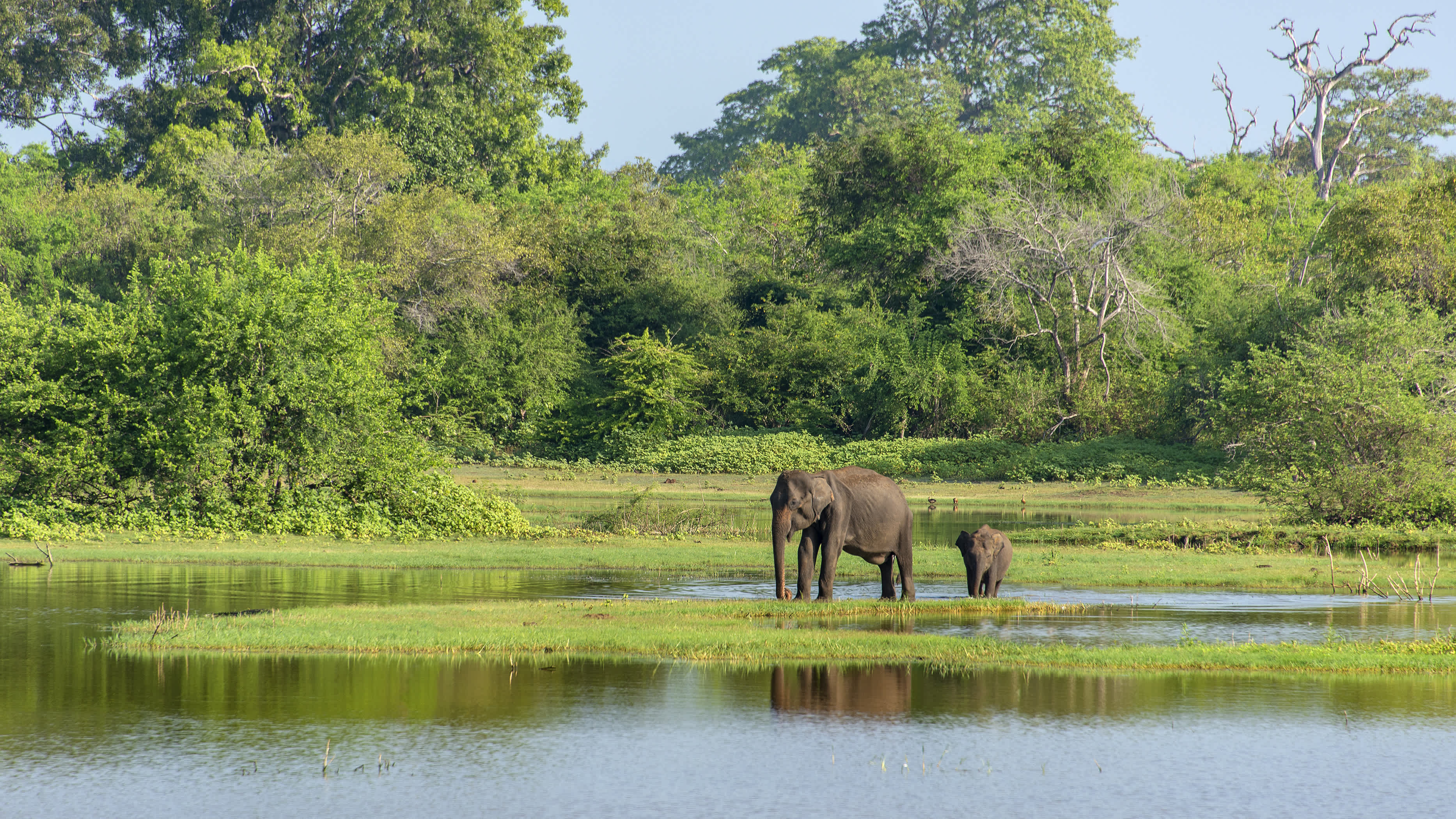 Mutter und Baby Elefant im Yala Nationalpark, Sri Lanka



