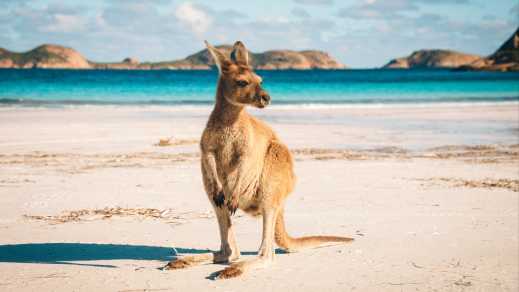 A kangaroo on the beach in Australia 