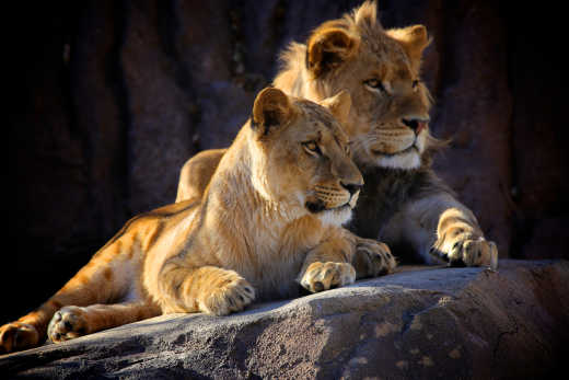 Two young African lions located in Kruger safari park