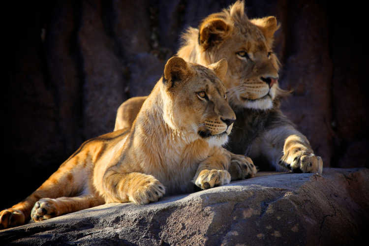 Two young African lions located in Kruger safari park