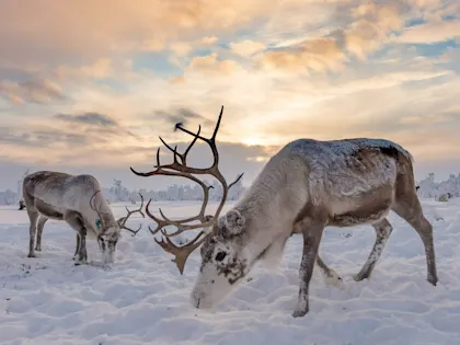 Winterurlaub Lappland: Premiumreise nach Inari mit Nordlicht-Wanderung - Image 2
