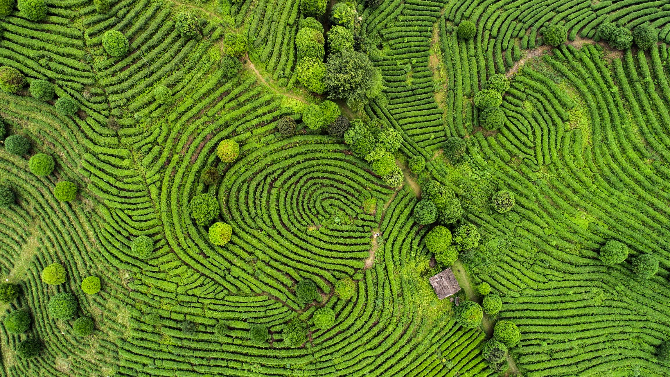 Luftaufnahme der Teeplantage in Sri Lanka