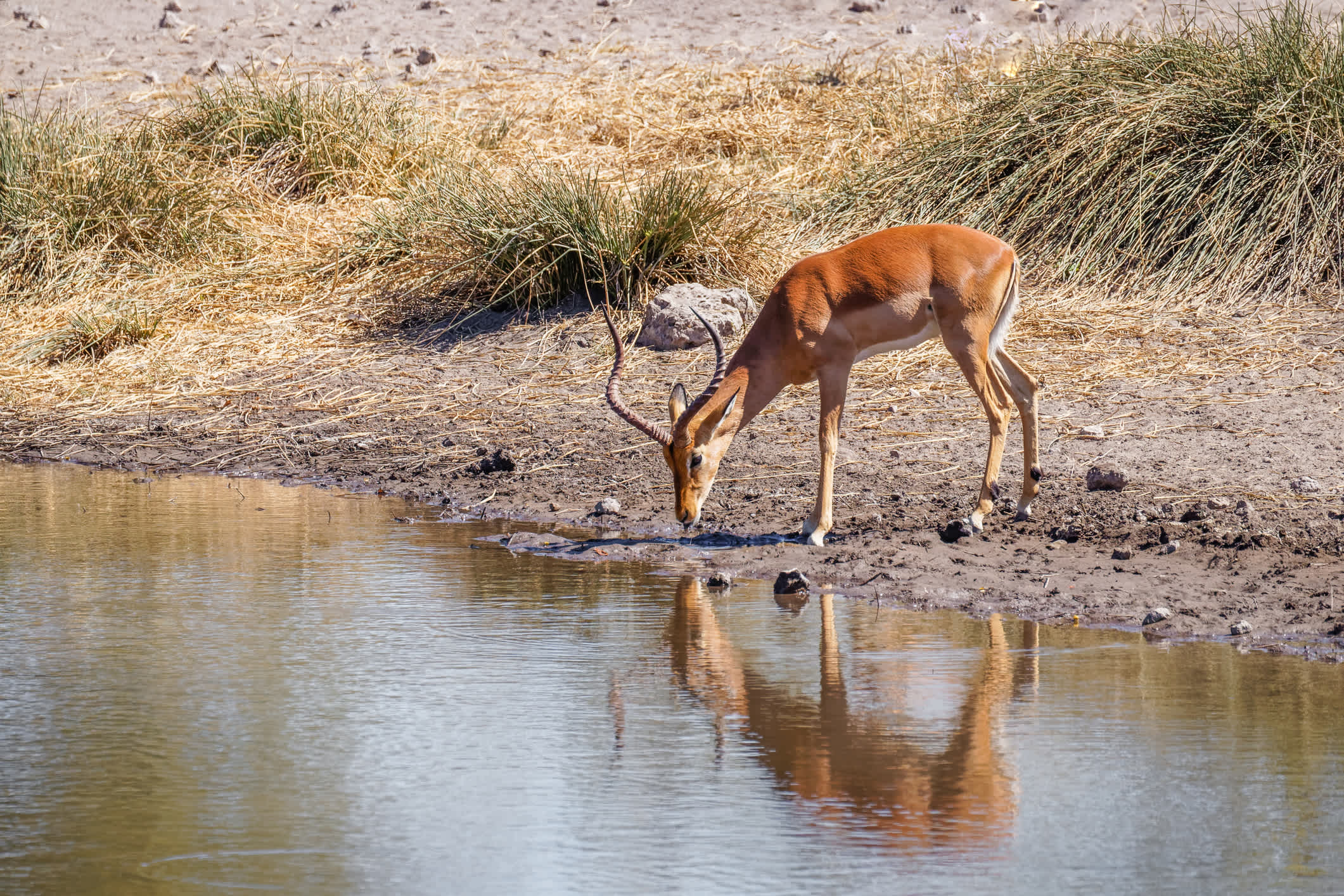 Ein Schwarzgesichtsimpala an einem Wasserloch, Onguma Game Reserve, Namibia.