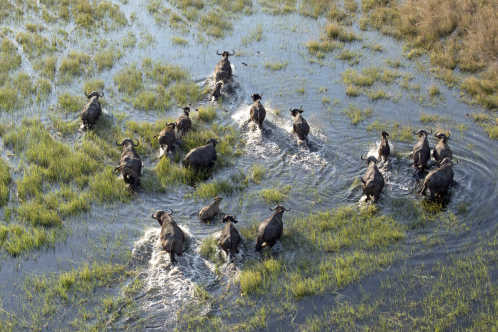Büffelherde im Okavango-Delta, Afrika