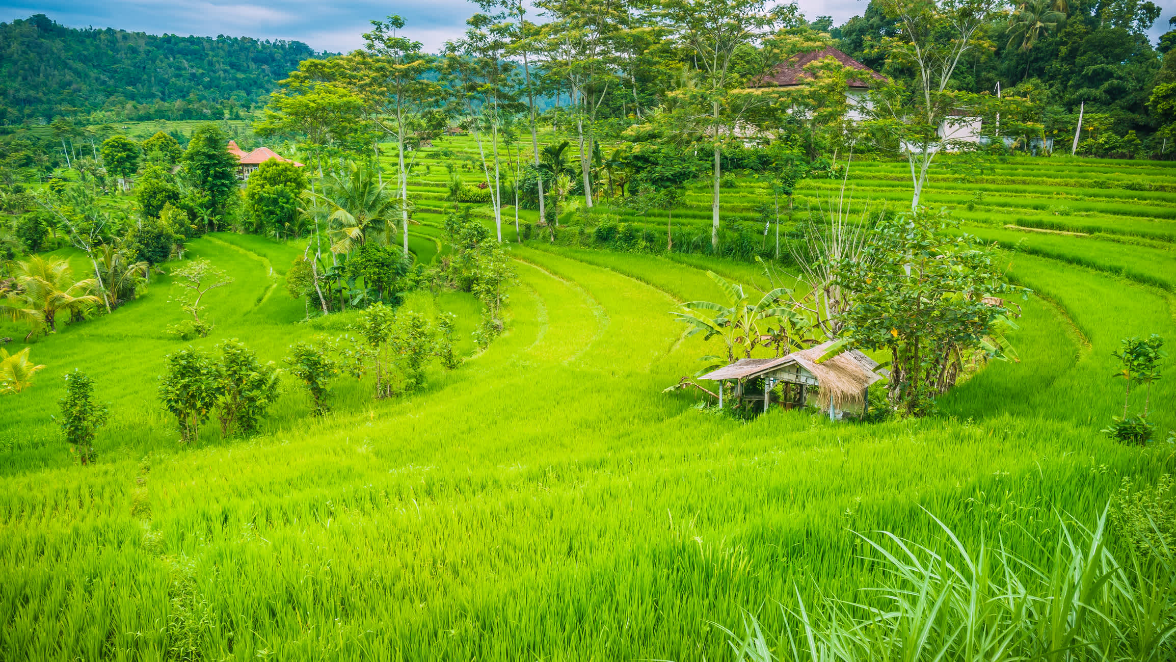 Cabane entre riz vert luxuriant Terrasse à Sidemen, Bali, Indonésie.