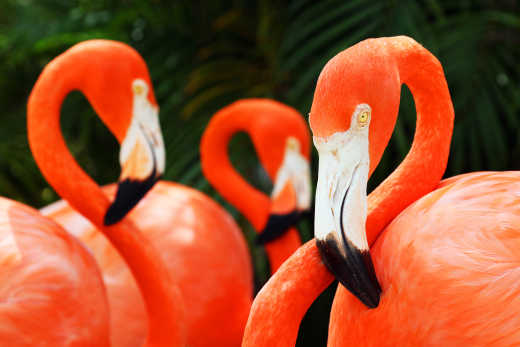 Grand Bahama Flamingo