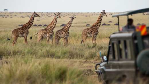 Troupeau de quatre girafes dans la savane, Botswana, Afrique
