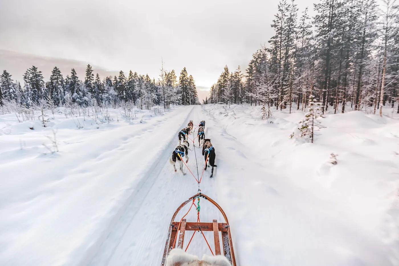 Huskyschlittenfahrt in Lappland, Finnland