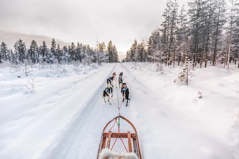 Huskyschlittenfahrt in Lappland, Finnland