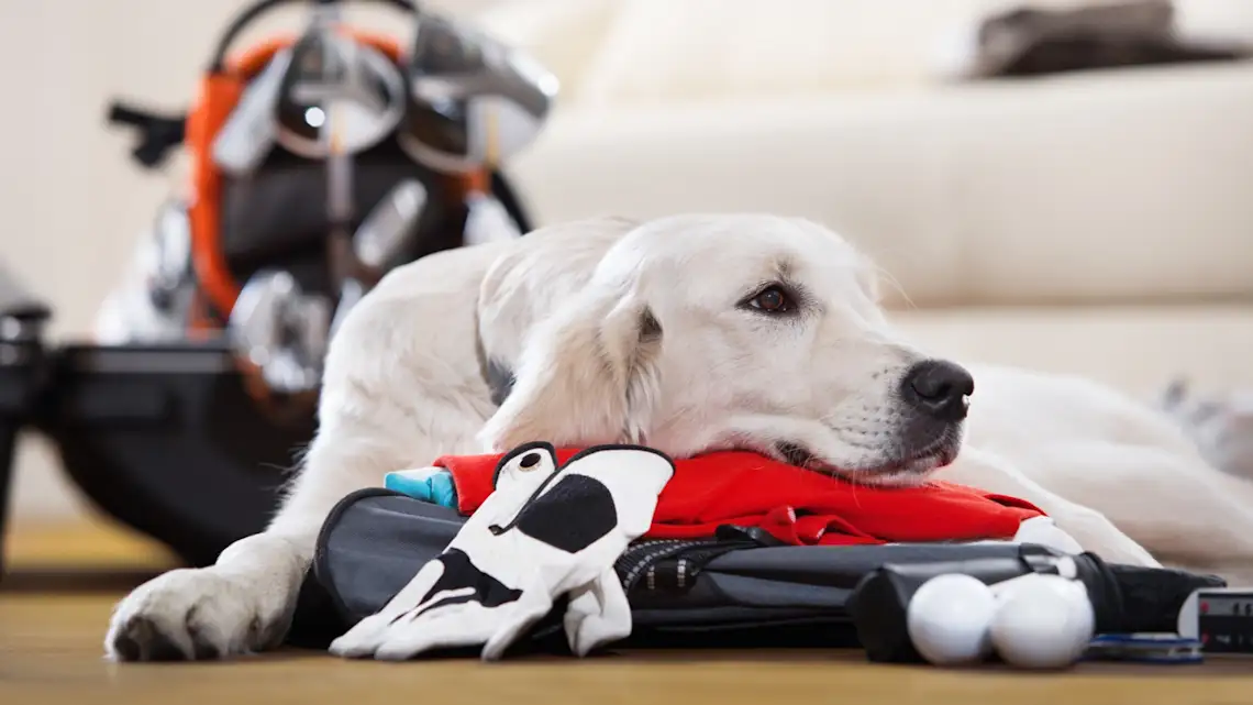 Bahamas, Packliste Golfen Ein Hund liegt auf Golfequipment, was eingepackt wird.