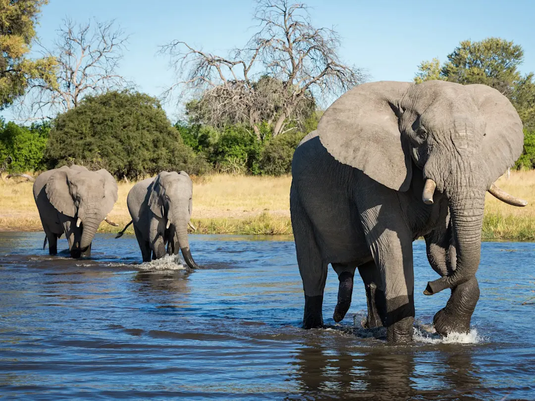 Drei Elefanten waten durch einen Fluss in der afrikanischen Wildnis. Chobe-Nationalpark, Botswana.