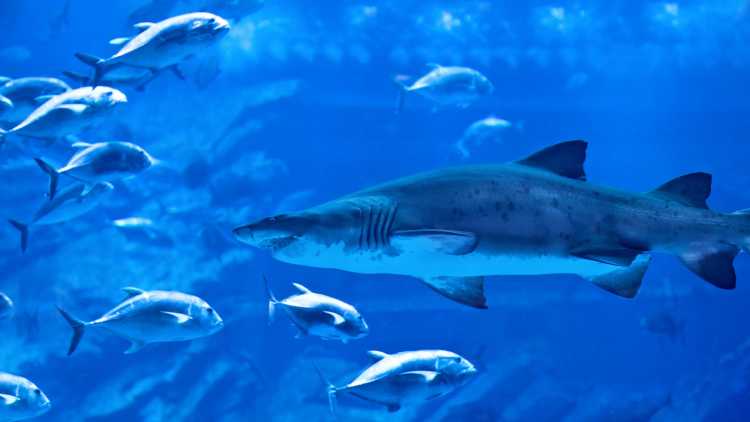 Bild des großen natürlichen Aquarium in Dubai, VAE.

