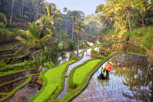 Découvrez les somptueux panoramas de rizière pendant votre voyage en Indonésie.