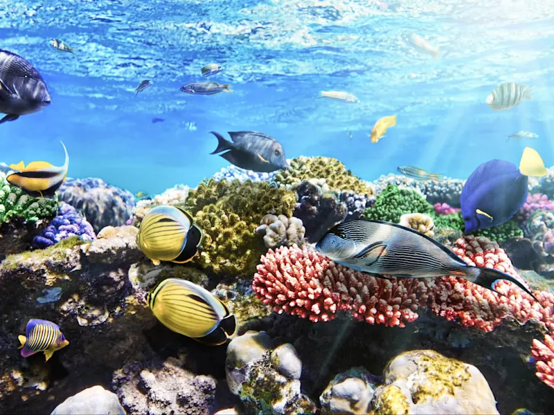 Korallen und Fische in der Roten Meer, Sharm El-Sheikh, Ägypten.