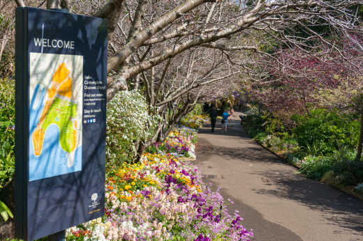 Profitez d'une journée ensoleillée pour vous balader dans le jardin botanique royal de Sydney pendant vos vacances dans la ville.