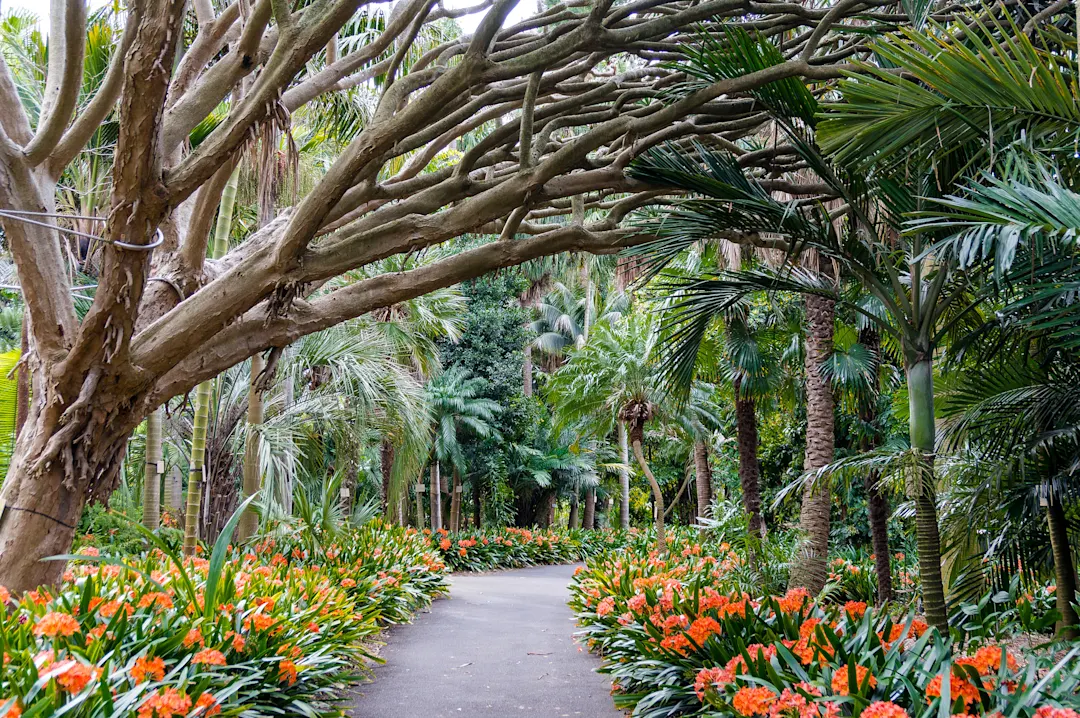 Australien, Sydney, Royal Botanic Garden Eine Allee mit orangefarbenen Blumen in den Royal Botanic Gardens in Sydney.