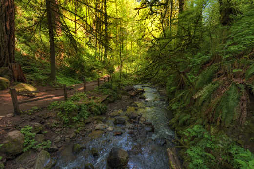 Forest Park Trail à Portland, Oregon