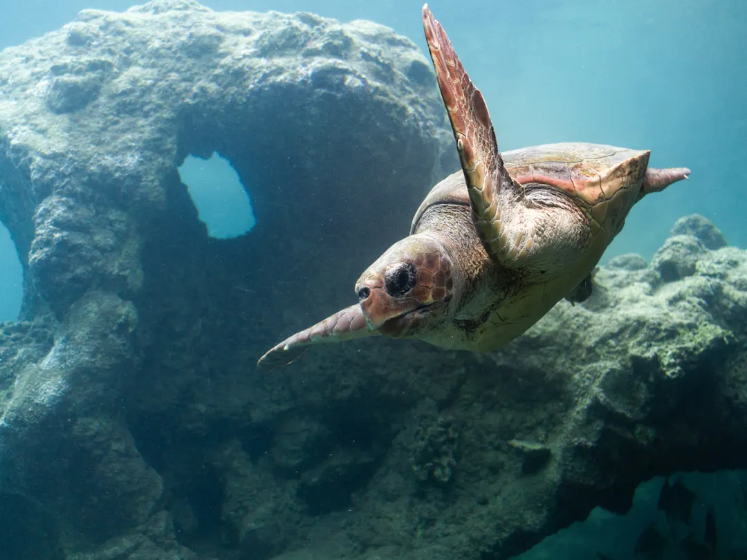 Meeresschildkröte schwimmt an einem Korallenriff in der ruhigen Turtle Bay, Mauritius.