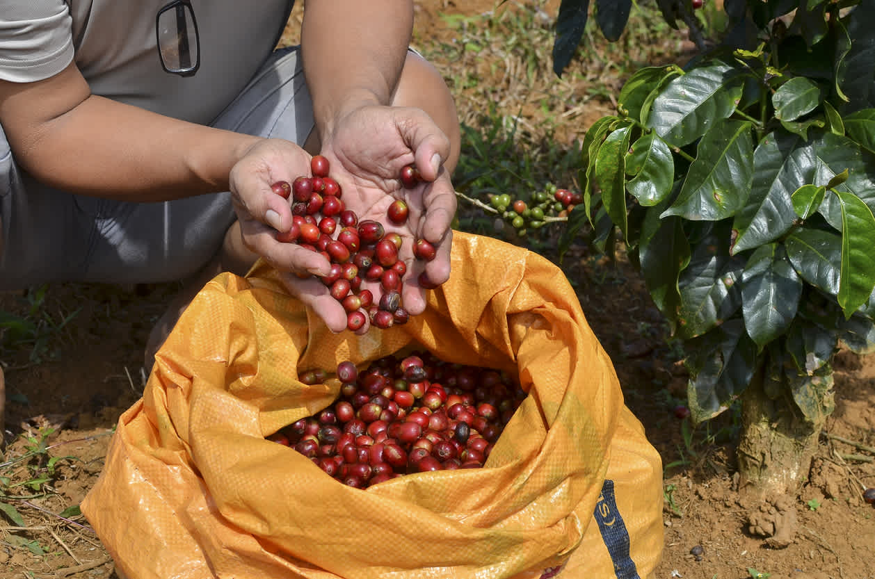 Landwirt mit einem sack von roten Beeren arabica-Kaffee