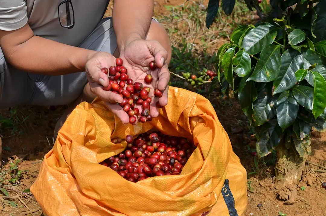 Laos, plateau des Bolovens, plantations Agriculteur avec un sac de café arabica à baies rouges
